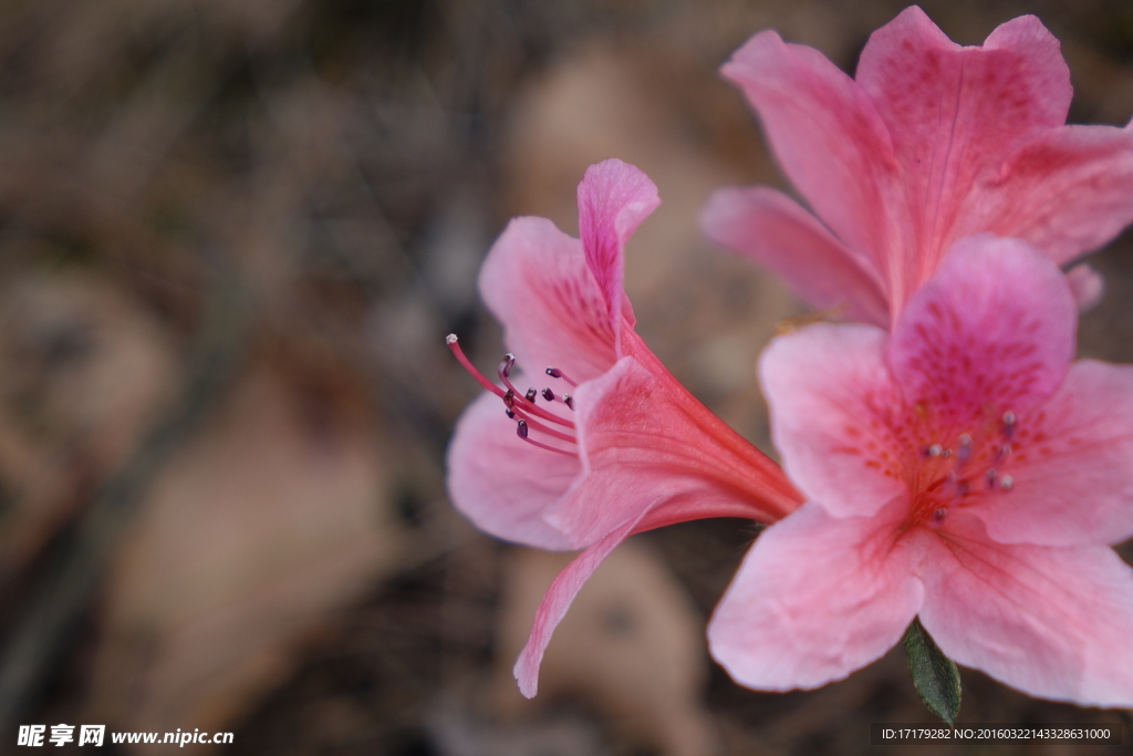 杜鹃花