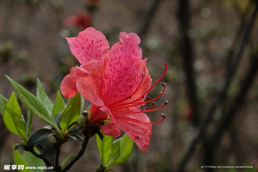 杜鹃花