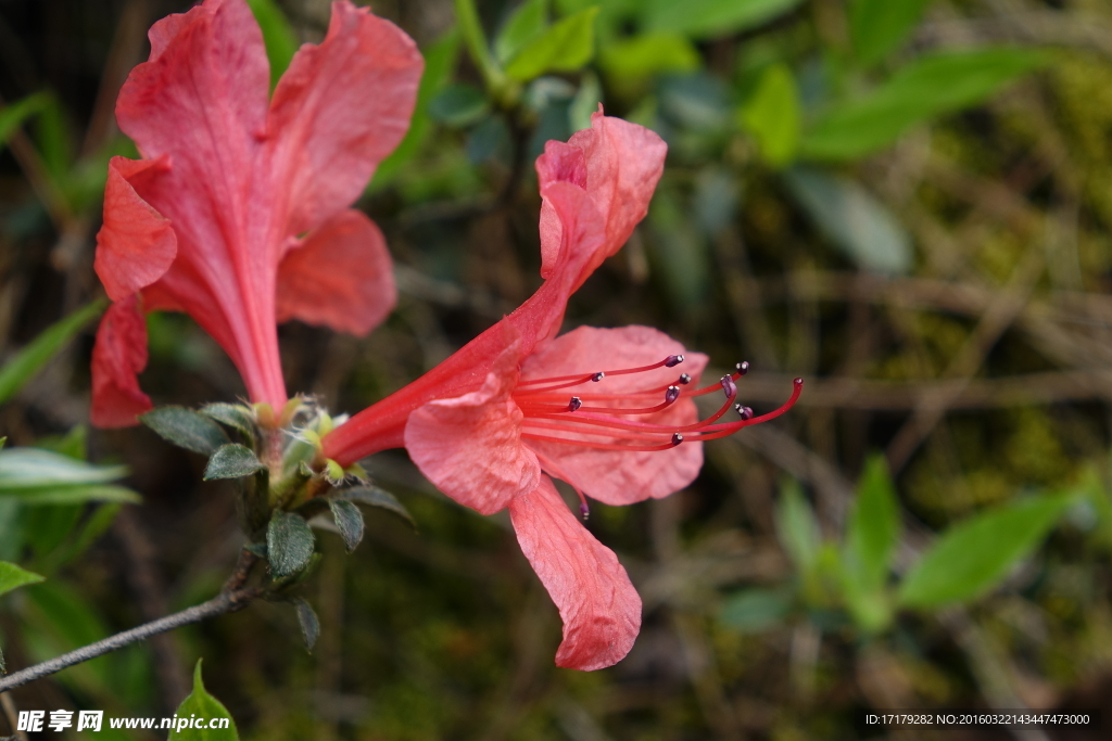 杜鹃花