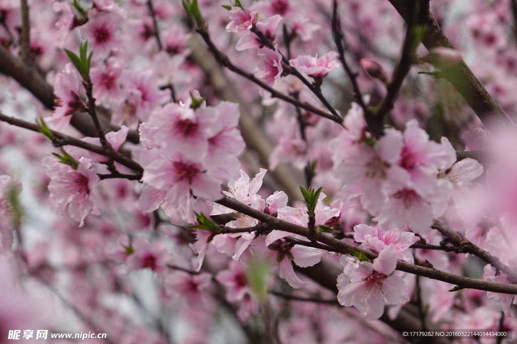 桃花