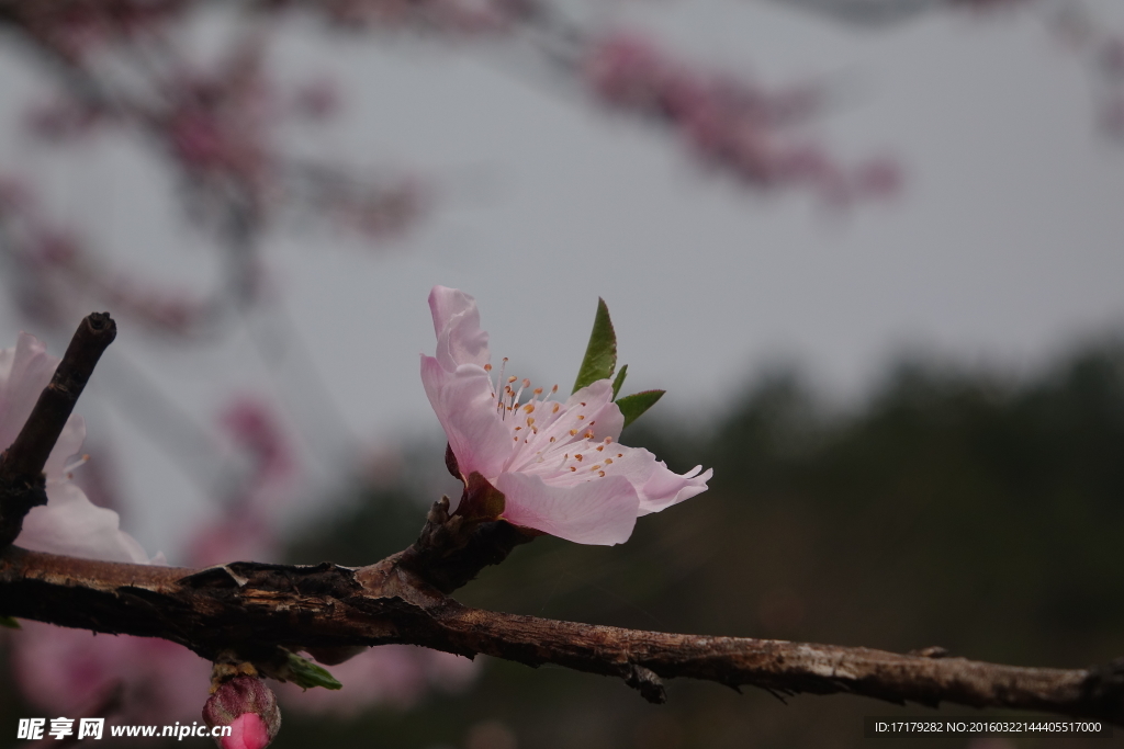 桃花