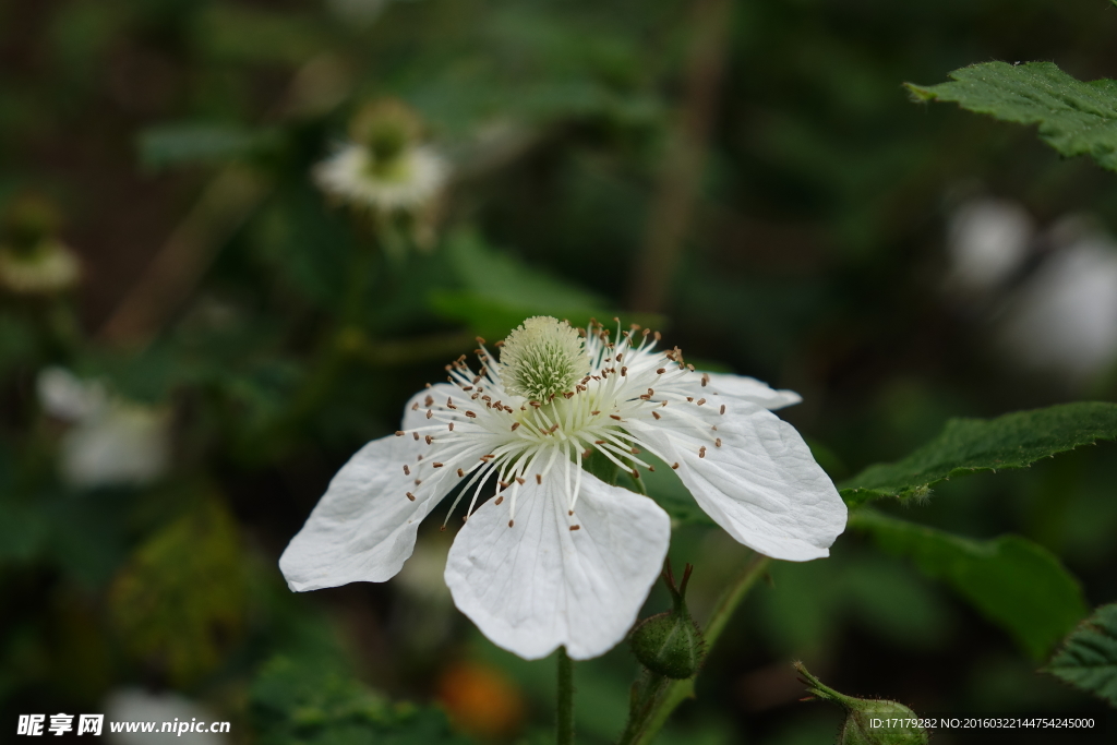 野草莓花