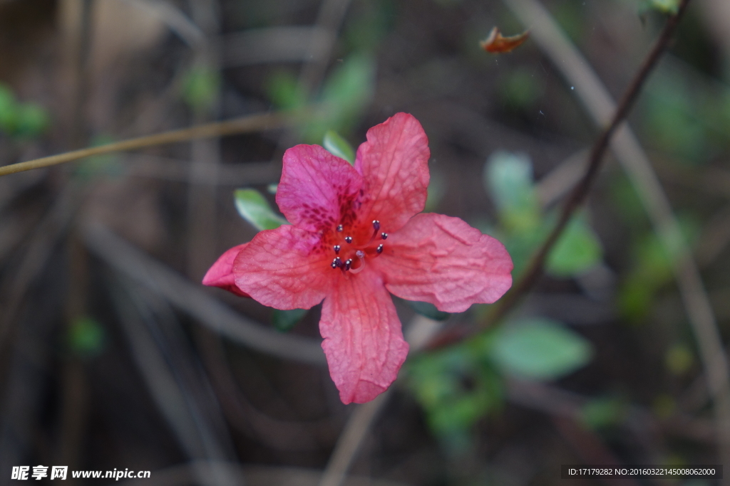 杜鹃花