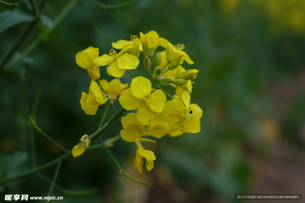 油菜花