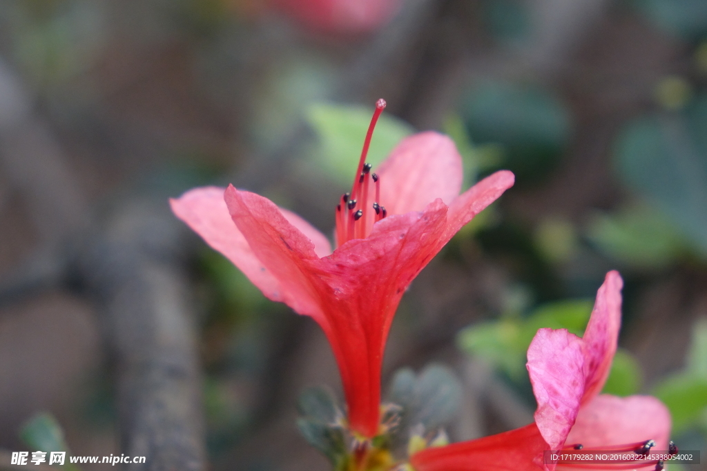 杜鹃花