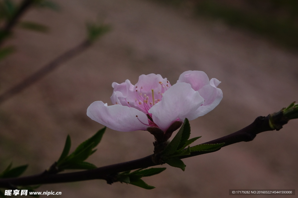 桃花