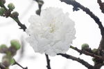 麦李