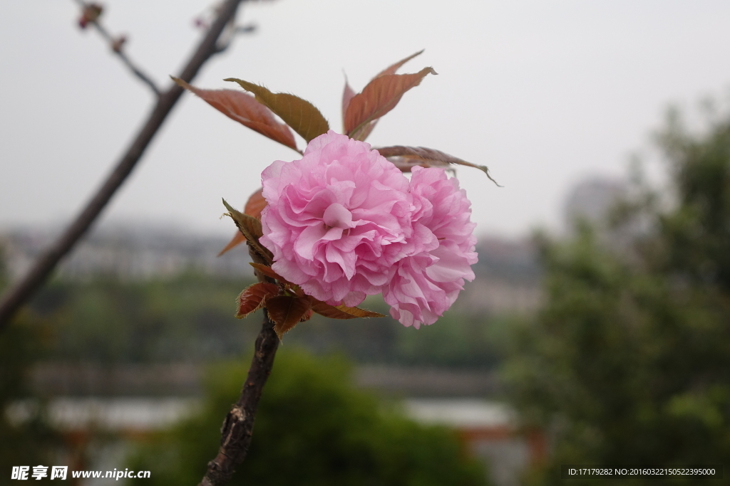 日本樱花