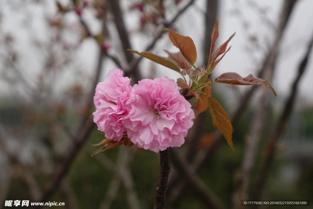 日本樱花