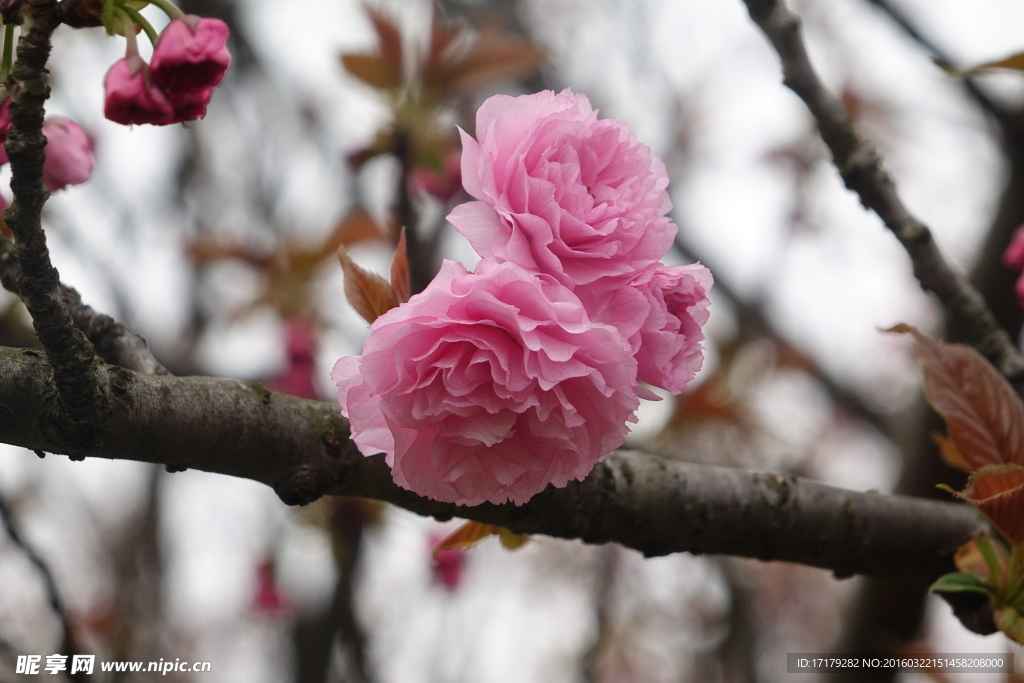 日本樱花