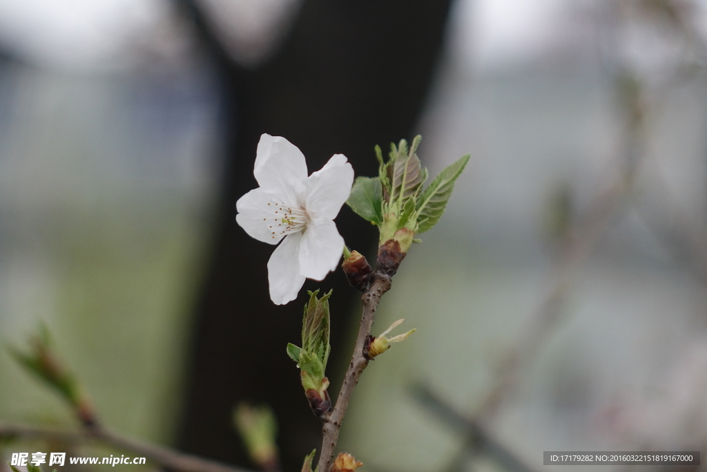 樱花