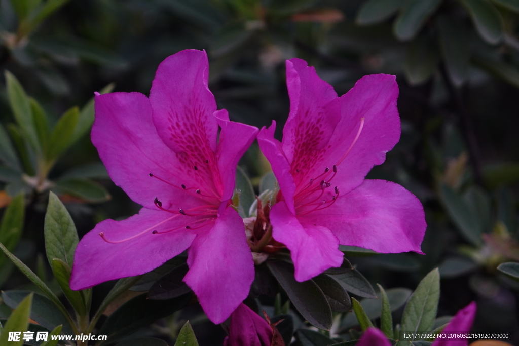 杜鹃花
