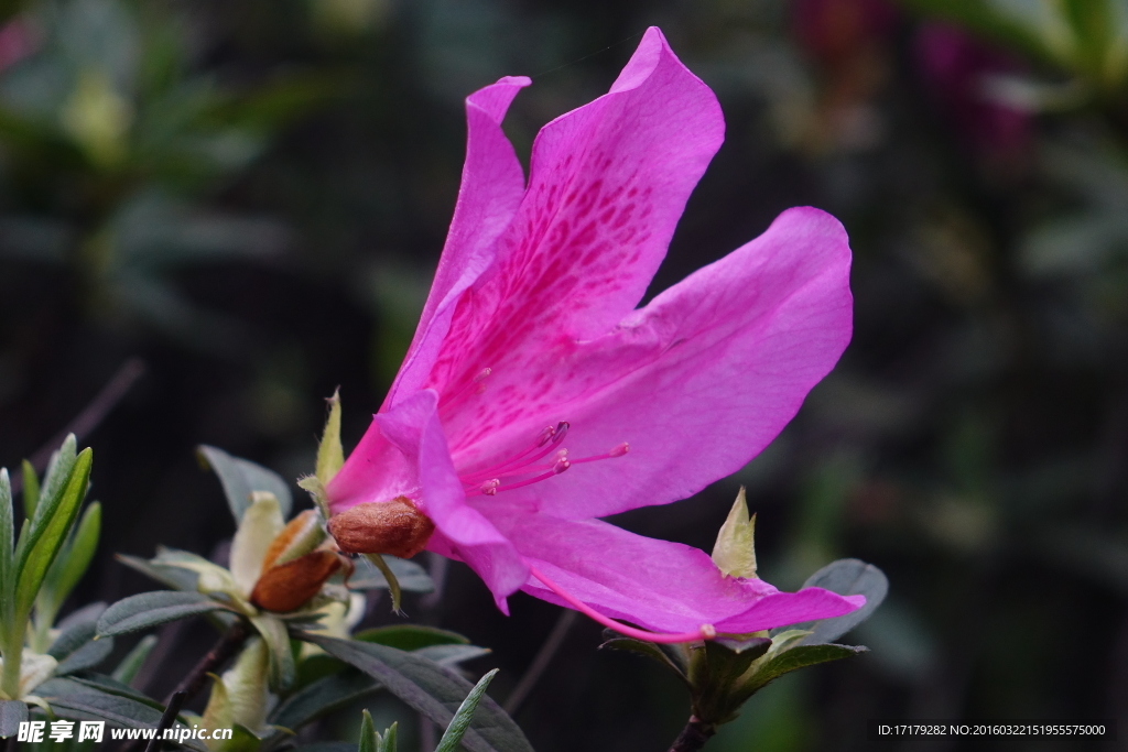 杜鹃花