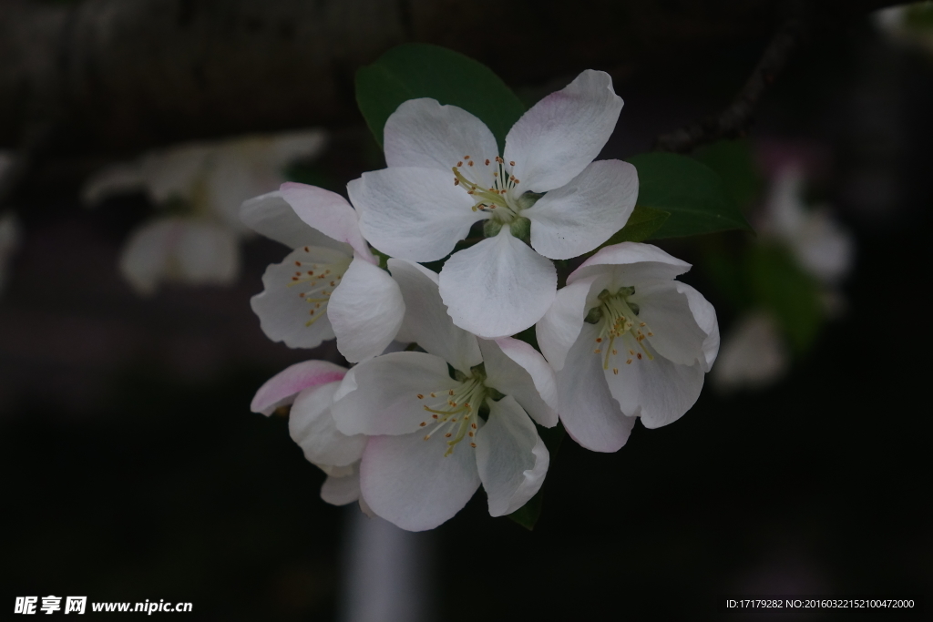 白海棠花