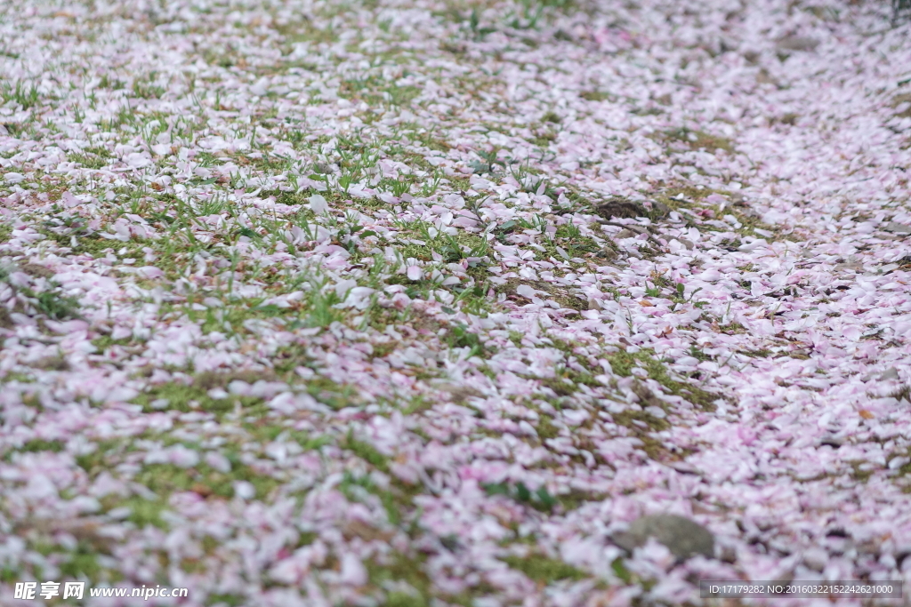 海棠花