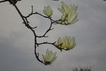 玉兰花