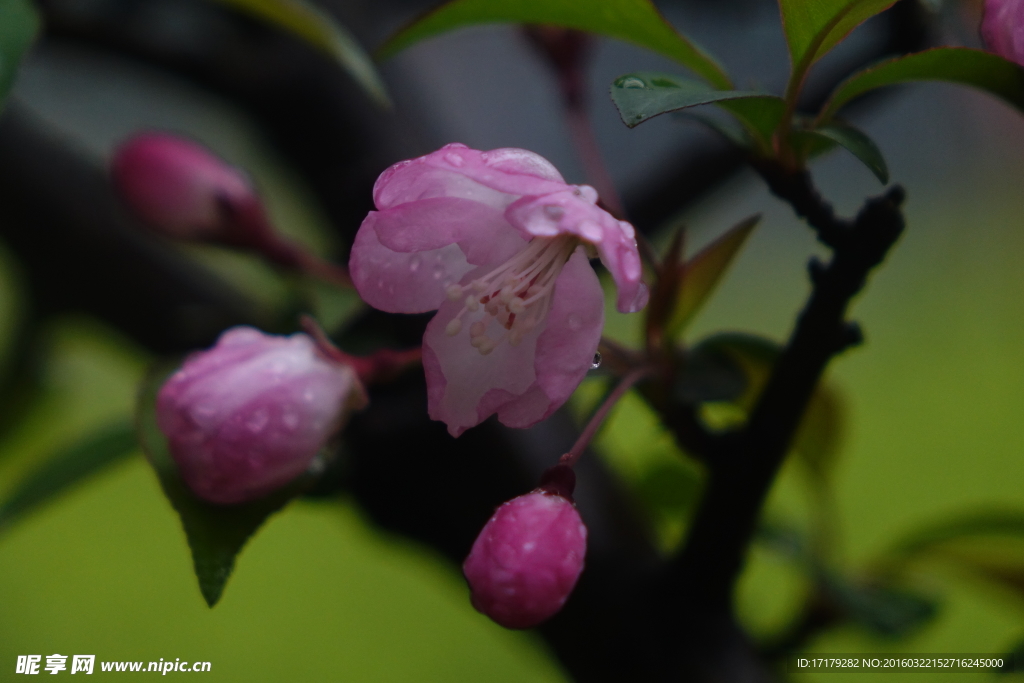 海棠花