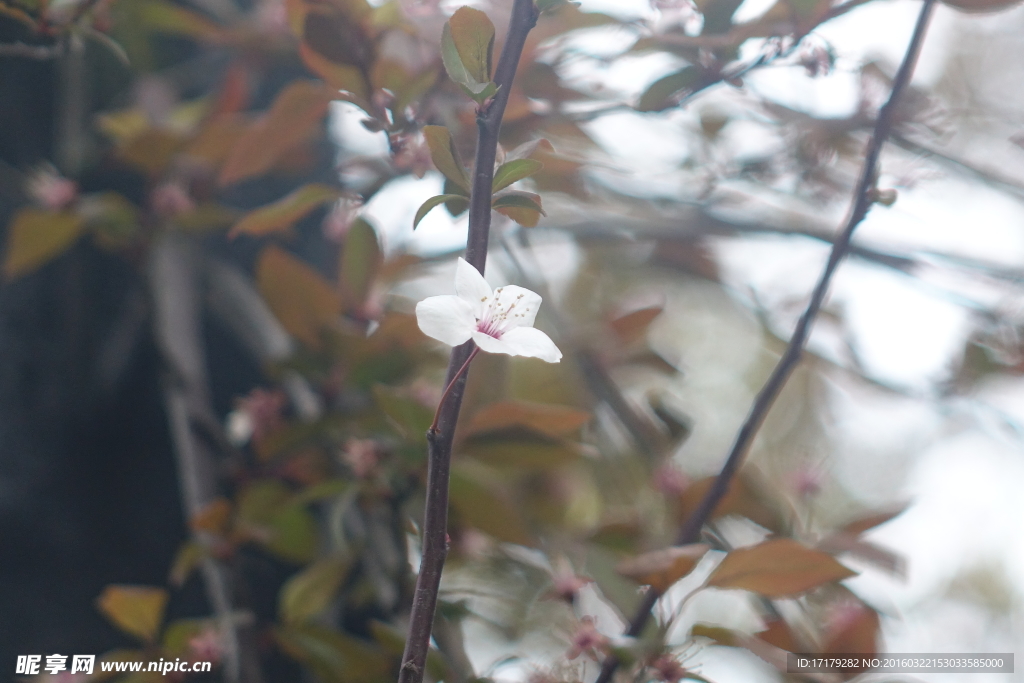 樱花