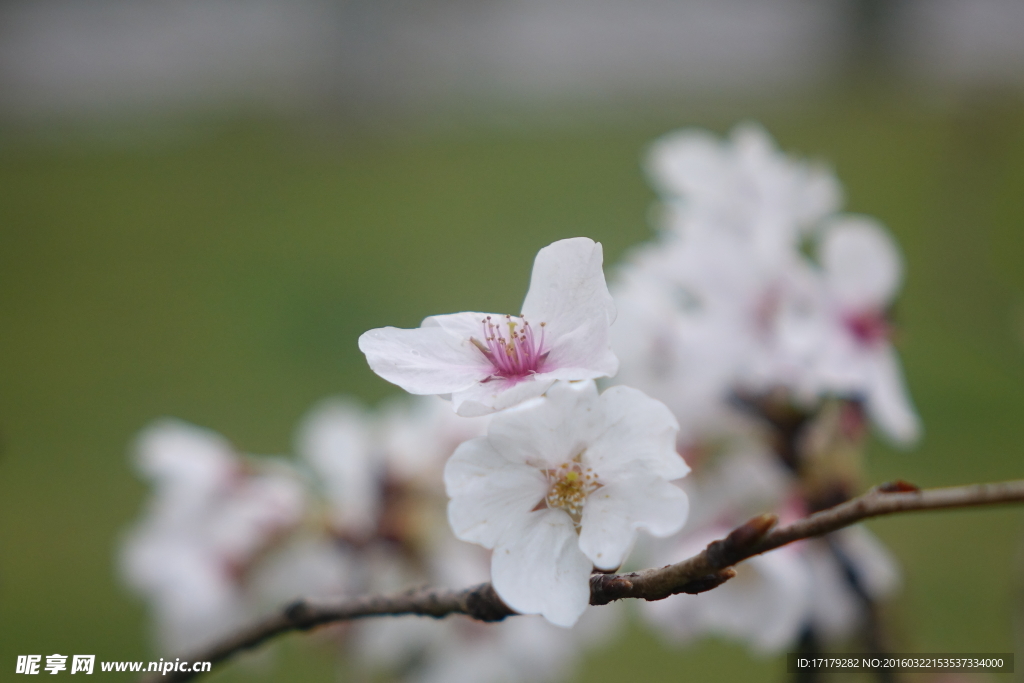 樱花