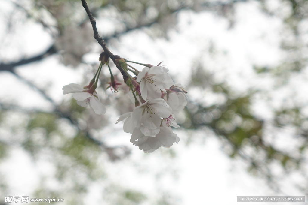 小白花