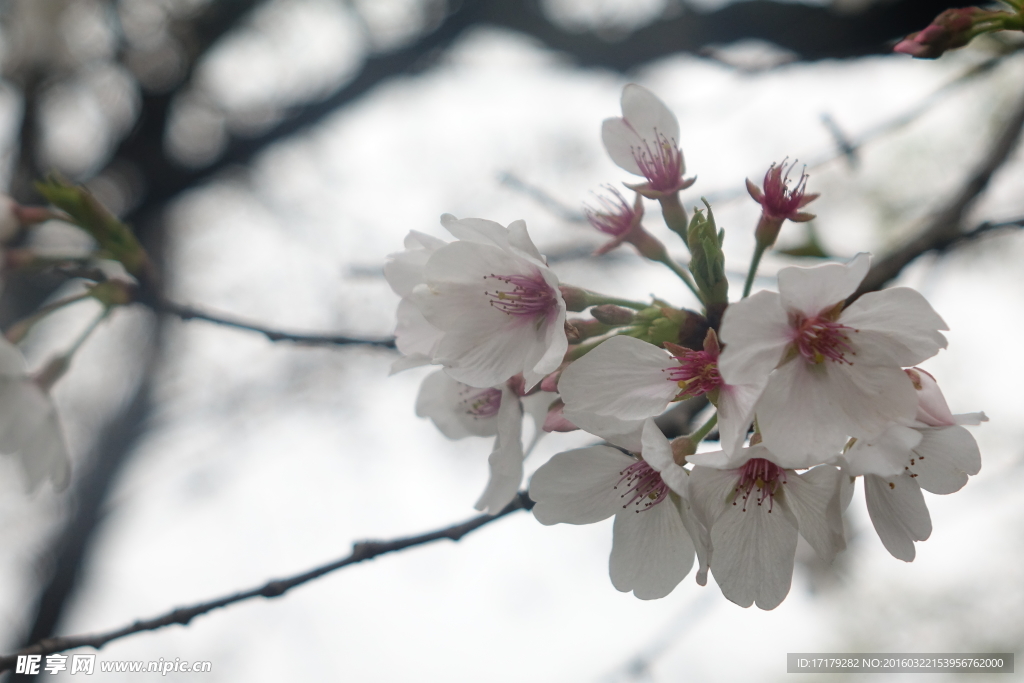 小白花
