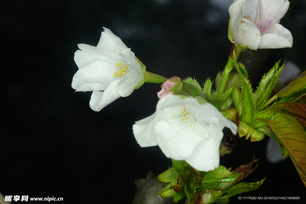 小白花