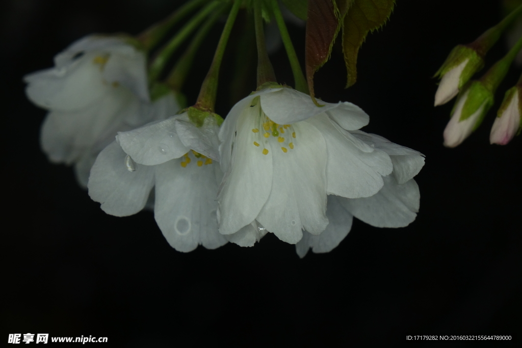 小白花