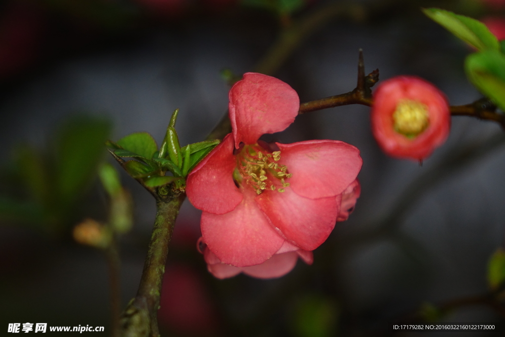 小红花