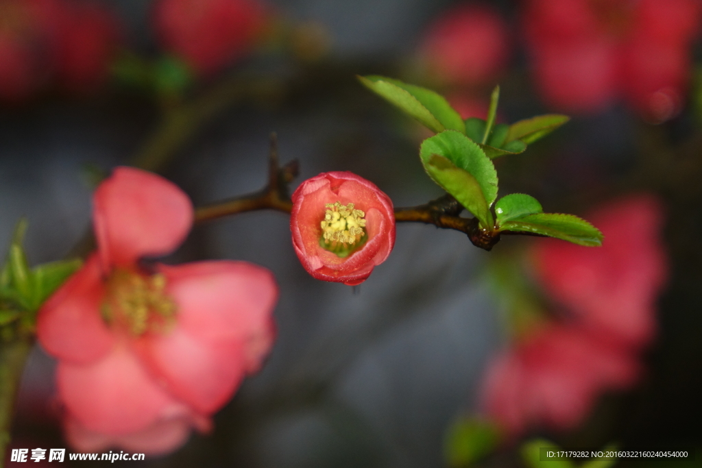 小红花