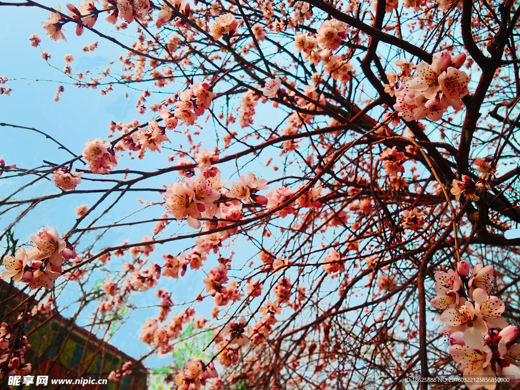 桃花