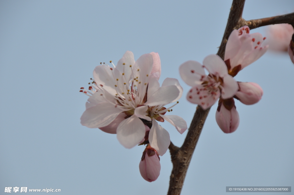 山桃花