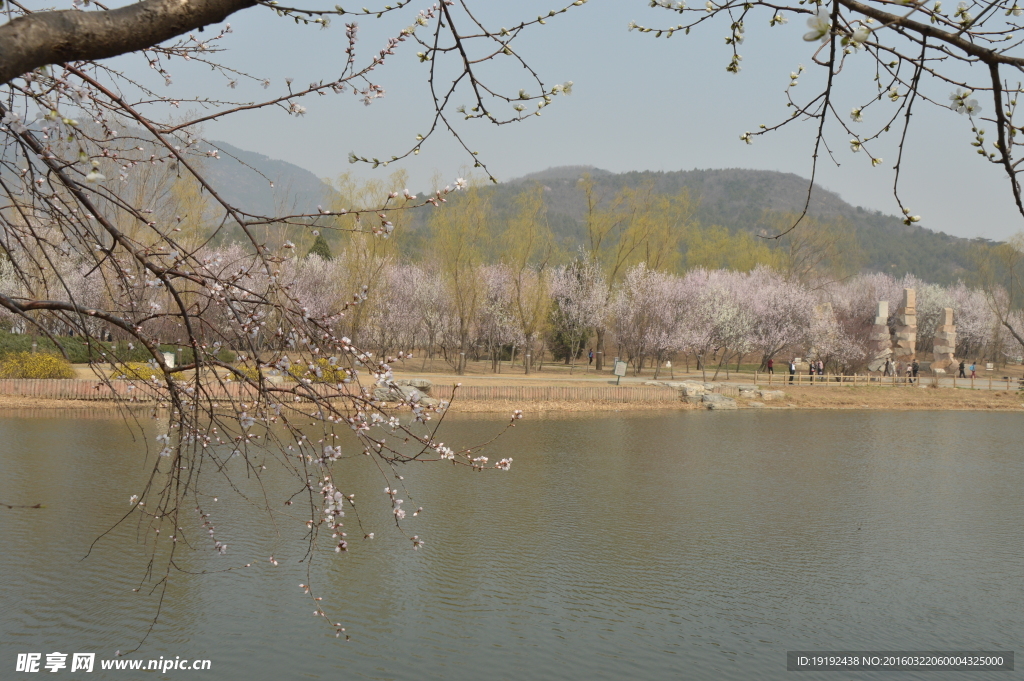 桃花美景