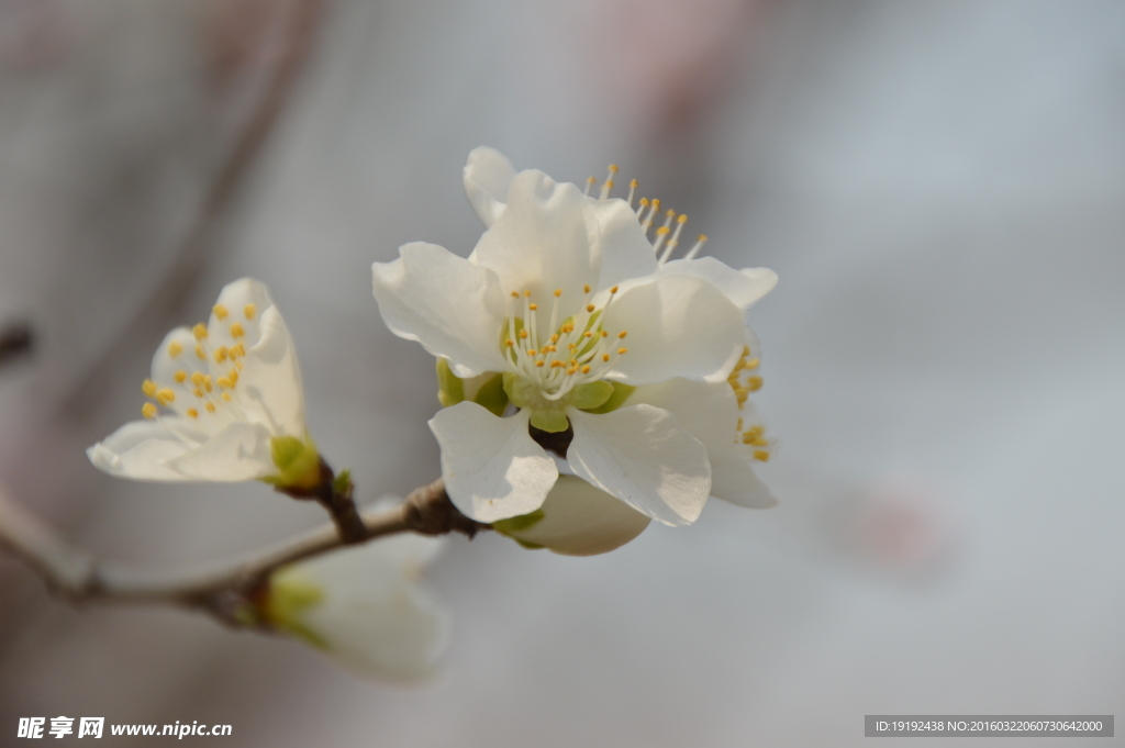 山桃花