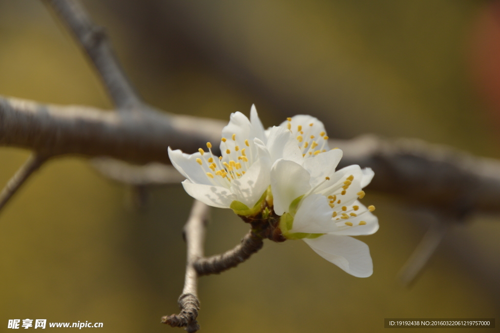 山桃花