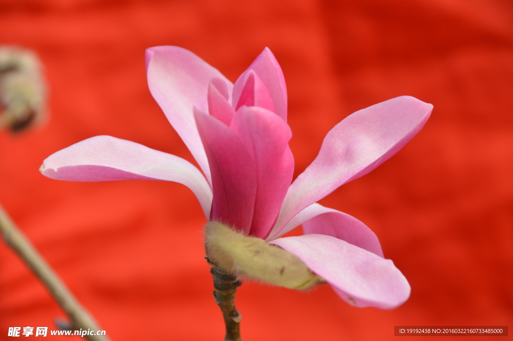 玉兰花