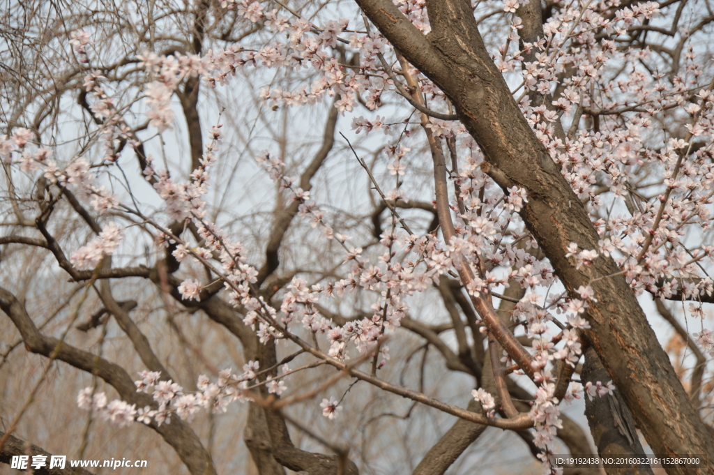山桃花