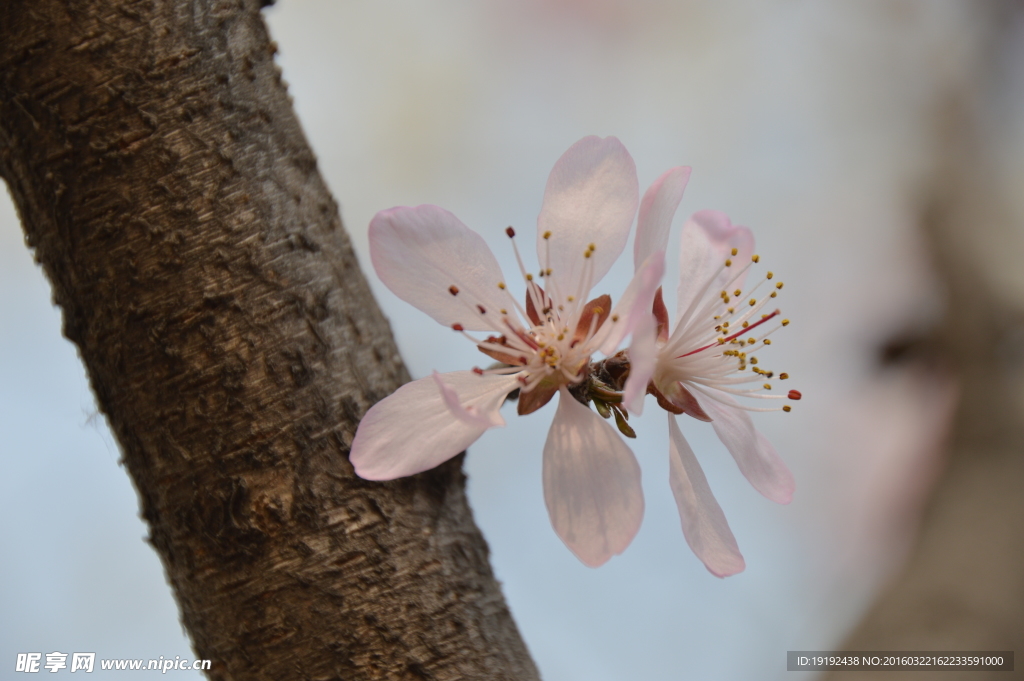 山桃花