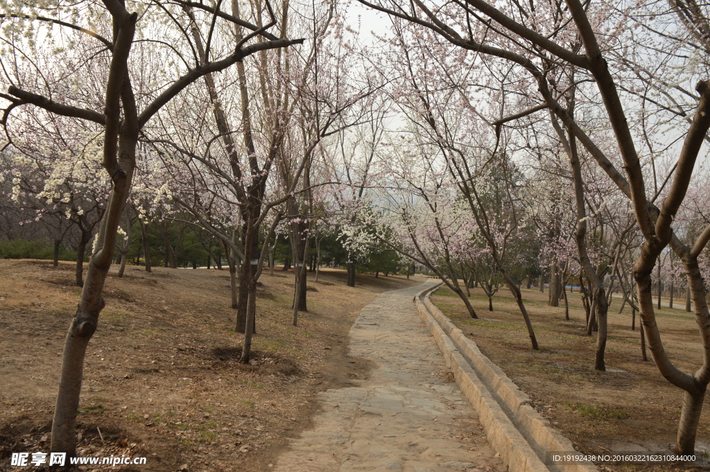 桃花美景