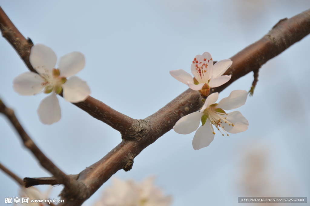 山桃花