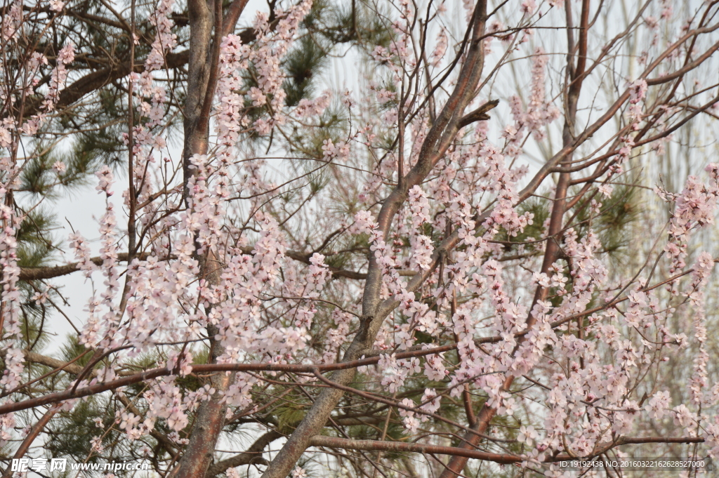 山桃花