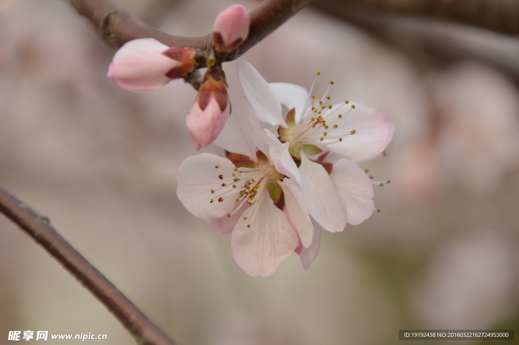 山桃花