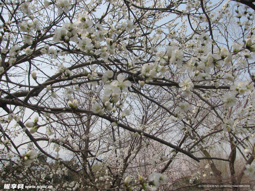 山桃花