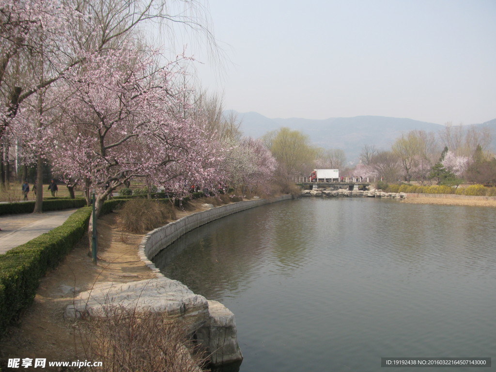 桃花美景