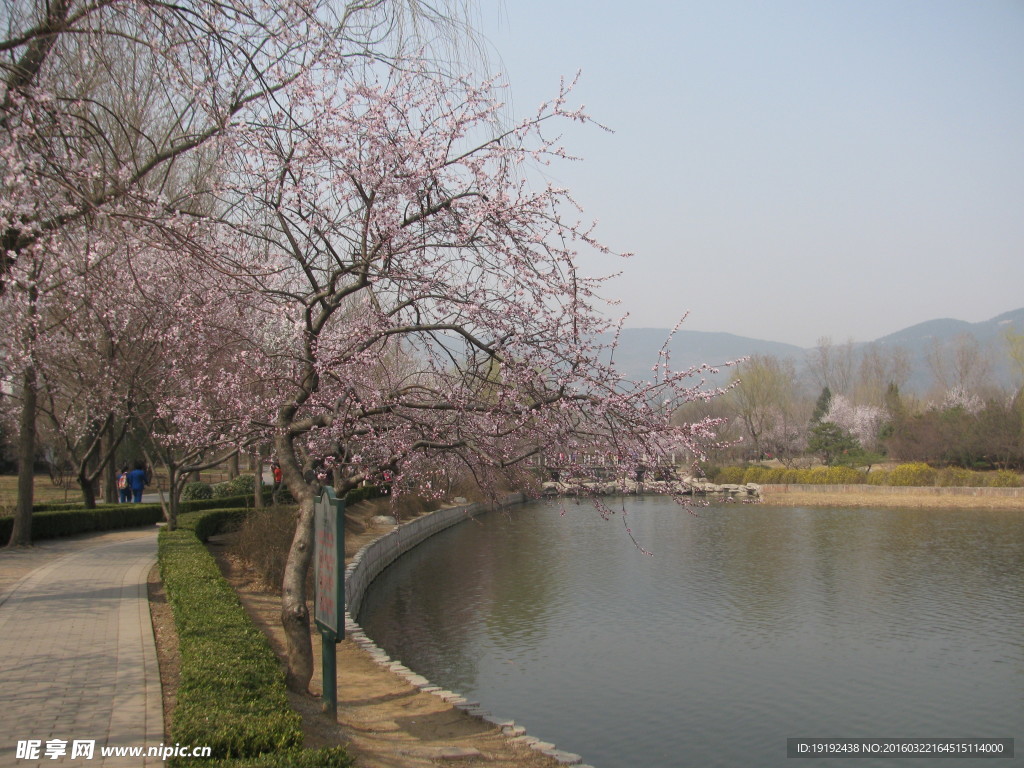 桃花美景