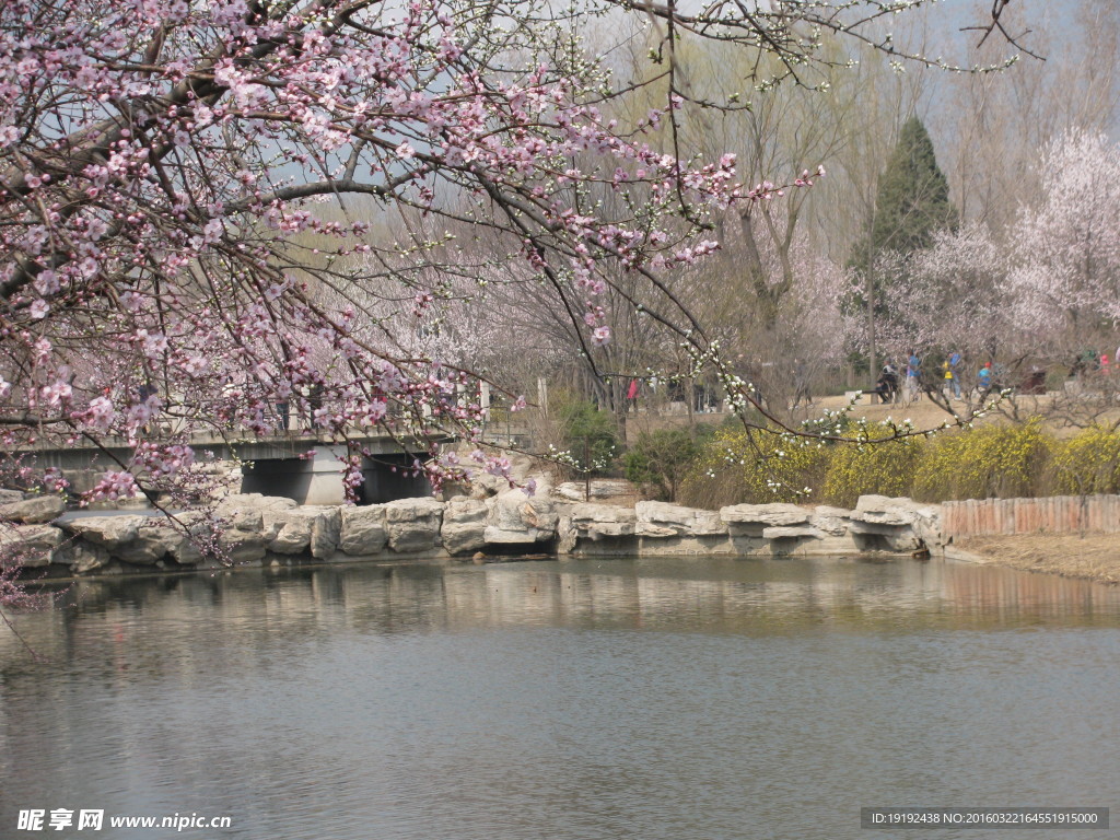 桃花美景
