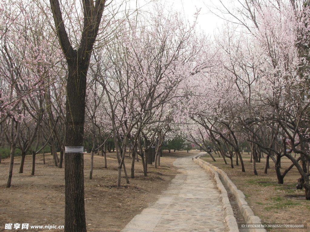 桃花美景