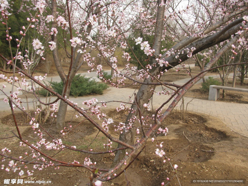 山桃花