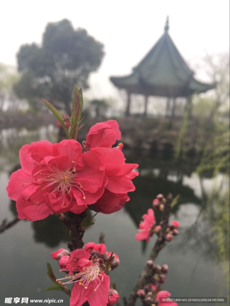 桃花