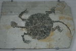 海龟化石