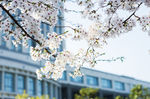 江南大学樱花